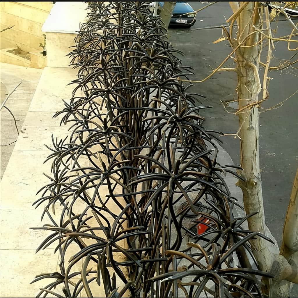 قیمت حفاظ نخل مرداب