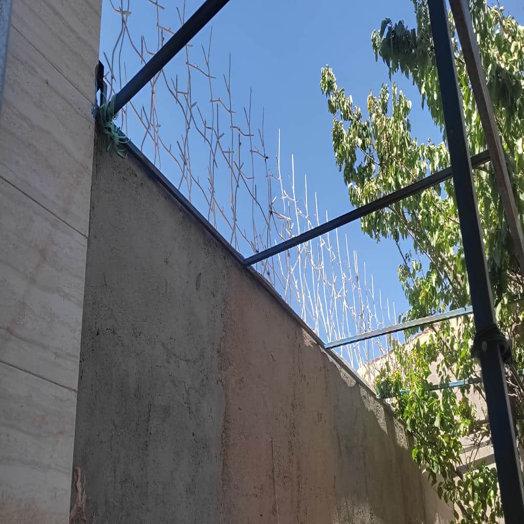 حفاظ شاخ گوزنی با برش منظم در شاخه ها