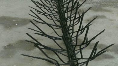 حفاظ شاخ گوزنی در استان مازندران