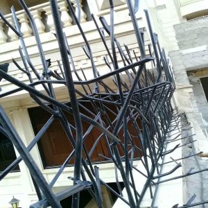 حفاظ شاخ گوزنی در فردیس کرج