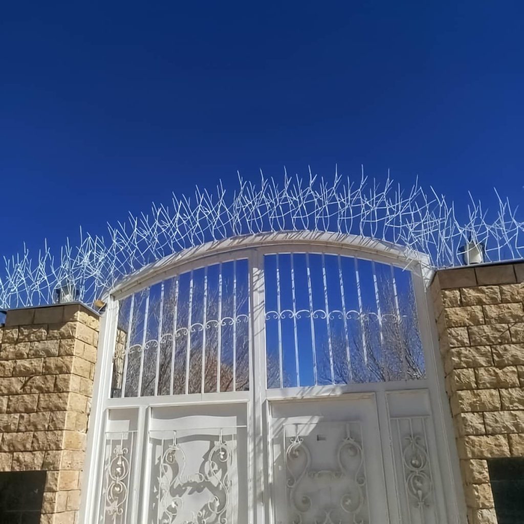 حفاظ شاخ گوزنی در بندر دیلم