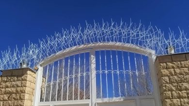 حفاظ شاخ گوزنی در بندر دیلم