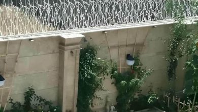 حفاظ شاخ گوزنی در استان گیلان