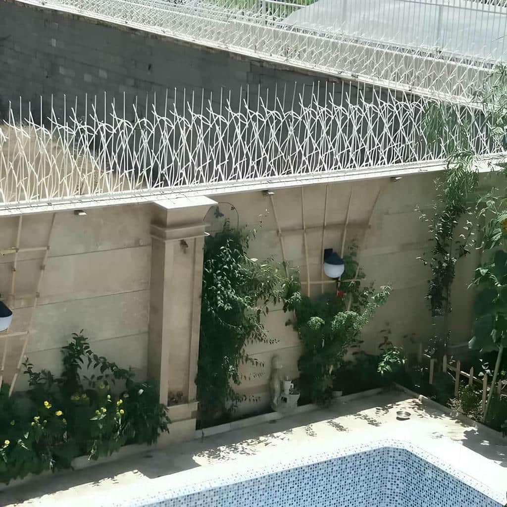 حفاظ شاخ گوزنی در استان گیلان