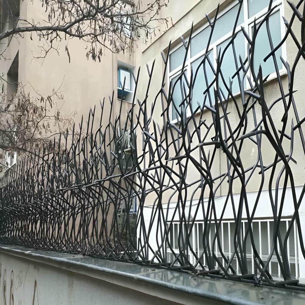 حفاظ شاخ گوزنی در بندر انزلی