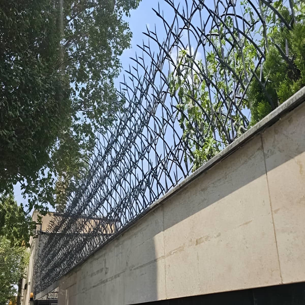 حفاظ شاخ گوزنی