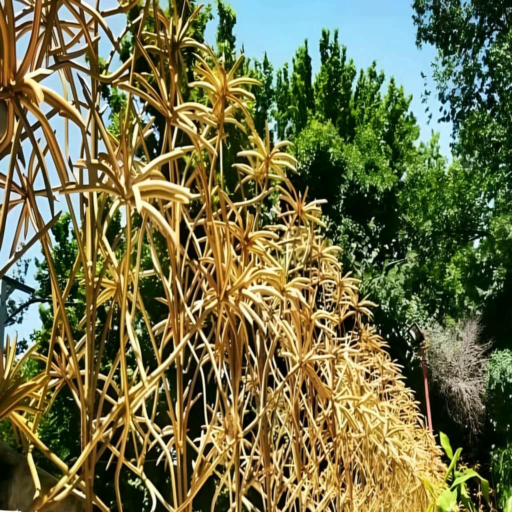حفاظ نخل مرداب مناسب فضای مرطوب
